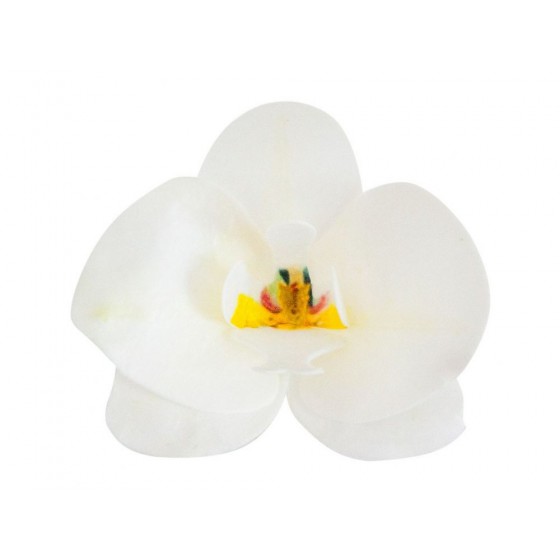 Vaflinė orchidėja balta 8,5 x 7,5 x 1 cm