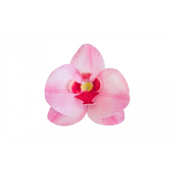 Vaflinė orchidėja rožinė 8,5 x 7,5 x 1 cm