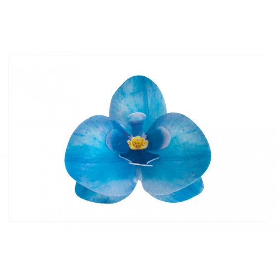 Vaflinė orchidėja mėlyna 8,5 x 7,5 x 1 cm
