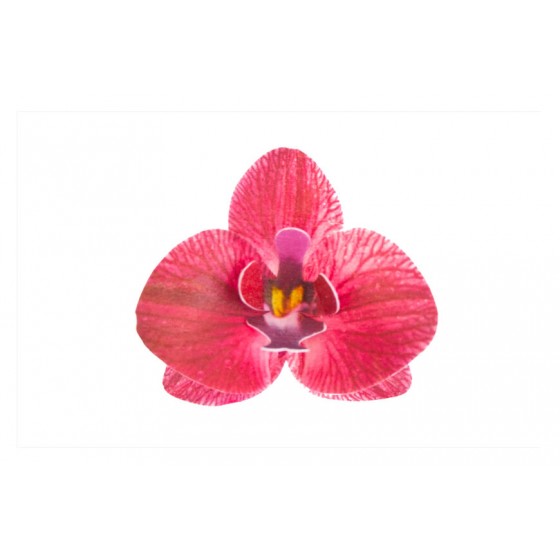 Vaflinė orchidėja bordo