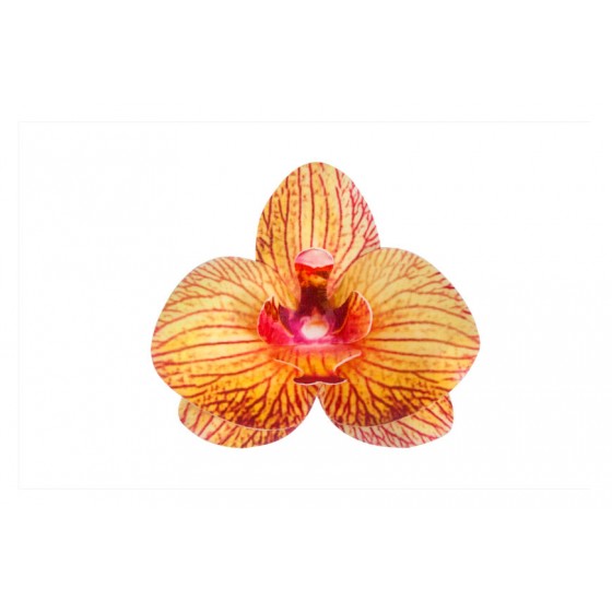 Vaflinė orchidėja rusva 8,5 x 7,5 x 1 cm